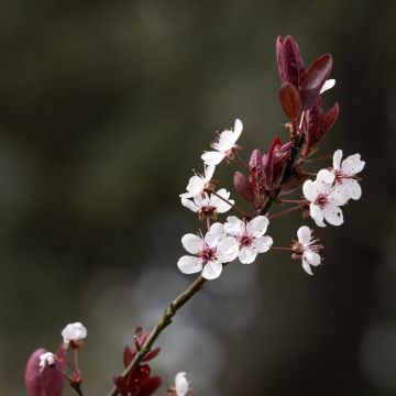 Kirsch-Pflaume Nigra - Prunus cerasifera