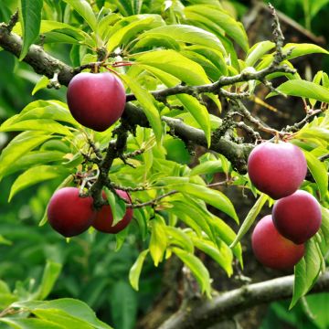 Chinesische Pflaume Allo Bio - Prunus x salicina