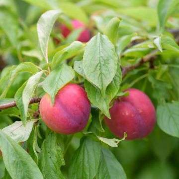 Chinesische Pflaume Methley Bio - Prunus x salicina