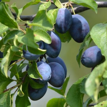 Pflaume Fruit Me Plum Me - Prunus domestica