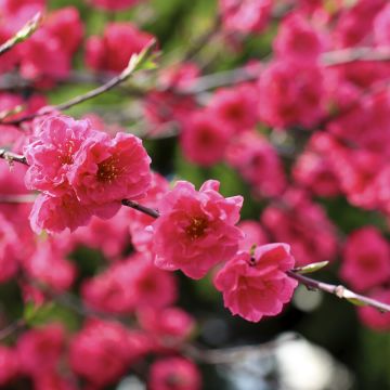 Zierpfirsich Taoflora Red - Prunus persica