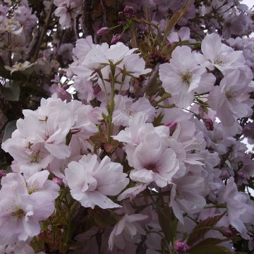 Prunus serrulata Amanogawa