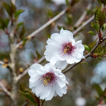 Zierkirsche Hally Jolivette - Prunus x subhirtella