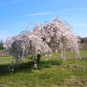 Zierkirsche Snow Fountains - Prunus