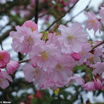 Cerisier du Japon - Prunus 'Accolade'