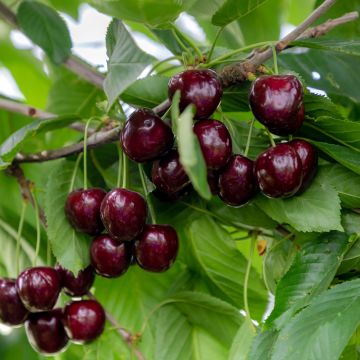 Süßkirsche Regina - Prunus avium