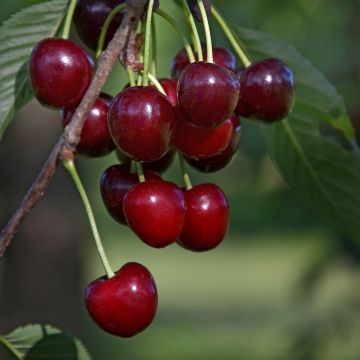 Sauerkirsche Carmine Jewel - Prunus cerasus x fruticosa