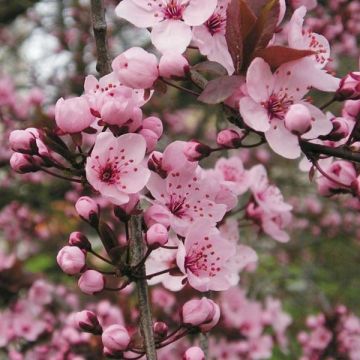 Kirsch-Pflaume Nigra - Prunus cerasifera