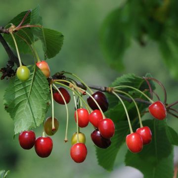 Sauerkirsche Anglaise Hâtive - Prunus cerasus