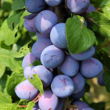 Pflaume Fruit Me Plum Me Angeleno - Prunus domestica