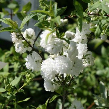 Drüsen-Kirsche Alba Plena - Prunus glandulosa