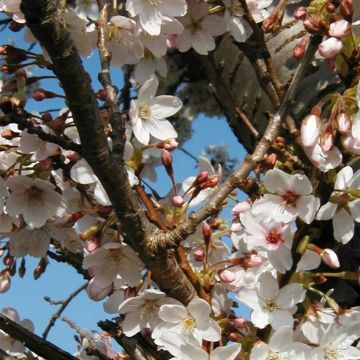 Hilliers Kirsche Spire - Prunus hillieri