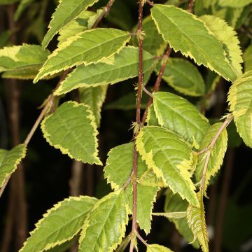 Cerisier à fleurs du Japon - Prunus incisa Frilly Frock