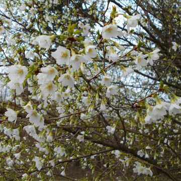 Fuji-Kirsche Yamadei - Prunus incisa