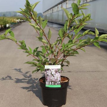 Cerisier à fleurs - Prunus kurilensis Ruby