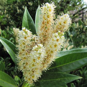 Kirschlorbeer Otto Luyken - Prunus laurocerasus