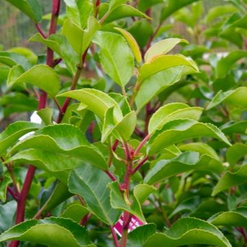 Laurier du Portugal - Prunus lusitanica Brenelia