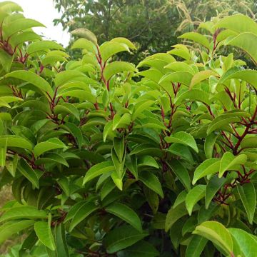 Portugiesische Lorbeerkirsche Tico - Prunus lusitanica subsp. azorica