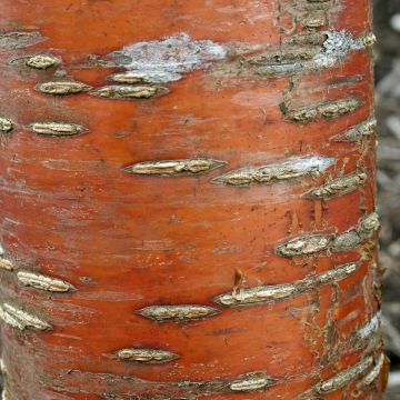 Mandschurische Kirsche Amber Beauty - Prunus maackii