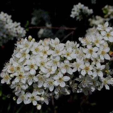 Steinweichsel - Prunus mahaleb