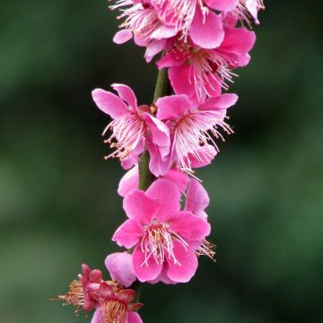 Japanische Aprikose Beni Chidori - Prunus mume