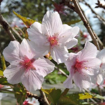 Kurilen-Kirsche Brillant - Prunus nipponica var. kurilensis