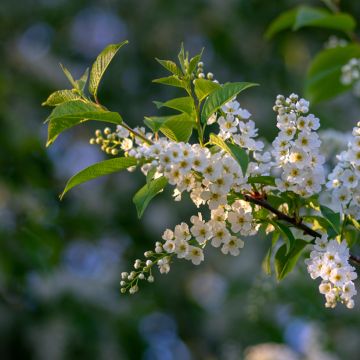 Gewöhnliche Trauben-Kirsche - Prunus padus