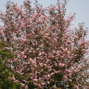 Gewöhnliche Trauben-Kirsche Colorata - Prunus padus