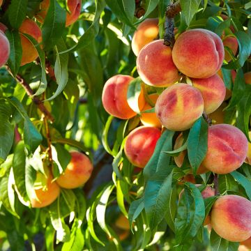 Pêcher Fertile de Septembre - Prunus persica