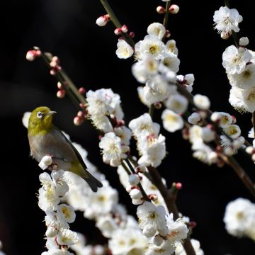 Pêcher à fleurs - Prunus persica Taoflora White