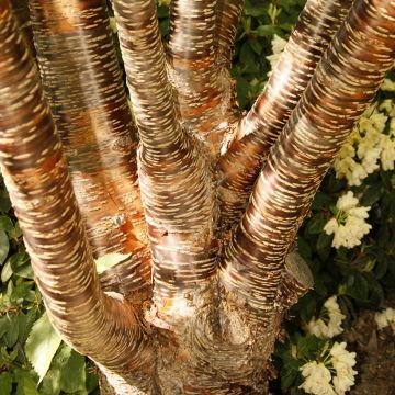 Himalaya Blütenkirsche - Prunus rufa