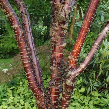 Mahagoni-Kirsche Amber Scots - Prunus serrula