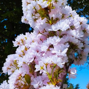 Zierkirsche Amanogawa - Prunus serrulata