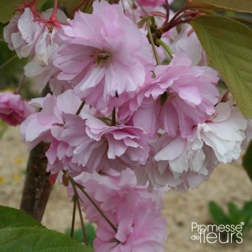 Cerisier à fleurs - Prunus serrulata Pink Perfection