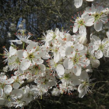 Schlehe - Prunus spinosa