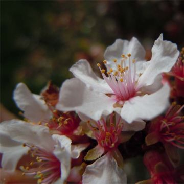 Flaum-Kirsche - Prunus tomentosa