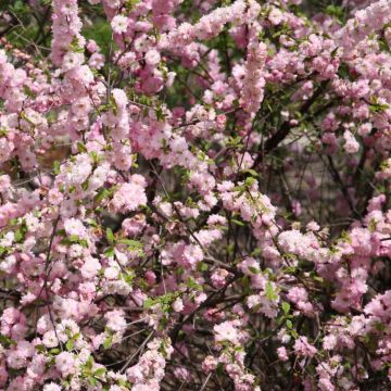 Mandelbäumchen - Prunus triloba