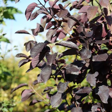 Virginische Traubenkirsche Canada Red - Prunus virginiana