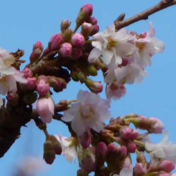 Zierkirsche Autumnalis Rosea - Prunus