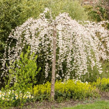 Yoshino-Kirsche Ivensii - Prunus yedoensis