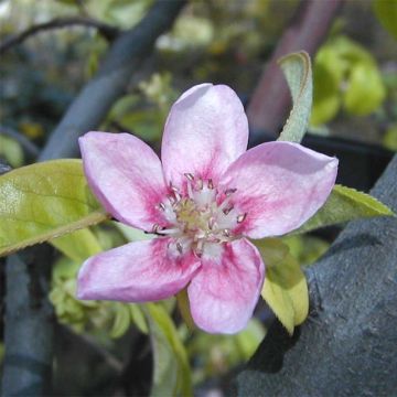 Pseudocydonia sinensis - Chinesische Quitte