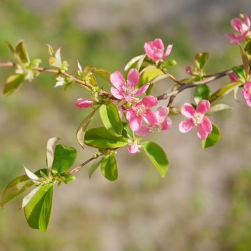 Pseudocydonia sinensis - Chinesische Quitte