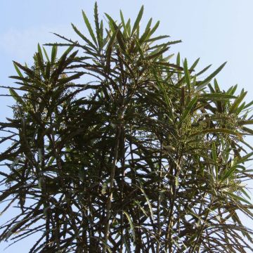 Pseudopanax crassifolium