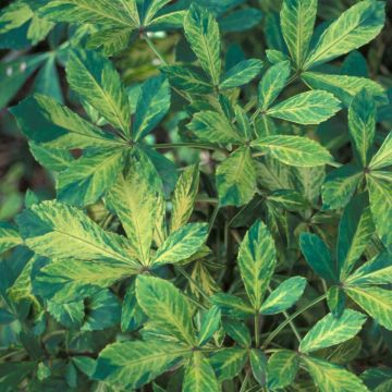 Pseudopanax Goldsplash