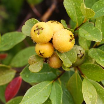 Erdbeer-Guave lucidum - Psidium cattleianum