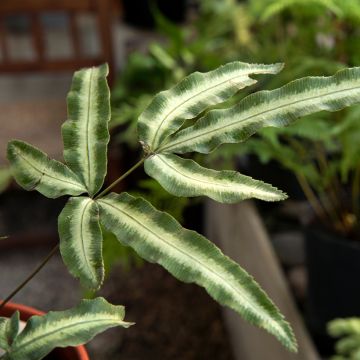 Pteris nipponica - Japanische Saumfarn