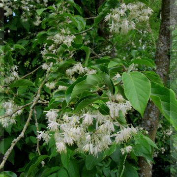 Pterostyrax corymbosa - Flügelstorax