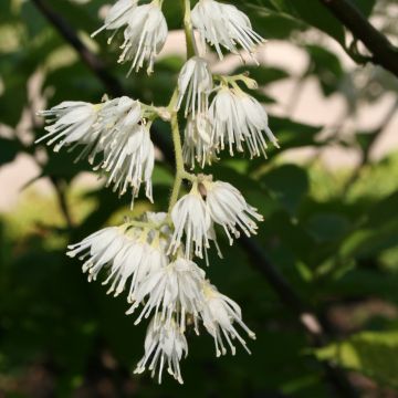 Pterostyrax hispida - Flügelstorax