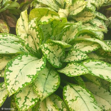 Lungenkraut Moonshine - Pulmonaria