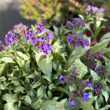 Lungenkraut Diane Clare - Pulmonaria